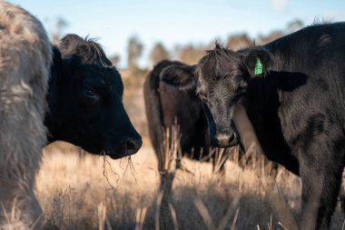 Avustralya 'da sığır çiftliğinde otlayan sığır ve dana eti. Üreme türleri arasında ilkbaharda Murray Grey, Angus ve Wagyu bulunur.