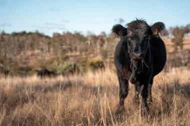 Avustralya 'daki güzel sığırlar ot yer, otlakta otlarlar. Bir tarım çiftliğinde büyüyen sığır sürüsü.