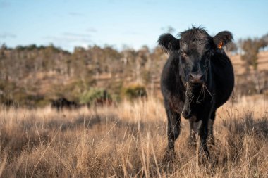 Avustralya 'daki güzel sığırlar ot yer, otlakta otlarlar. Tarımsal bir çiftlikte yetiştirilen sığır sürüsü. Yeşil tepelerde sürdürülebilir tarım