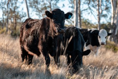 Avrupa 'nın yemyeşil otlaklarında yenilenebilir sığır çiftçiliği Avustralya' daki tarlalarda otlayan sağlıklı çiftlik hayvanlarıyla dolu Topluluklar