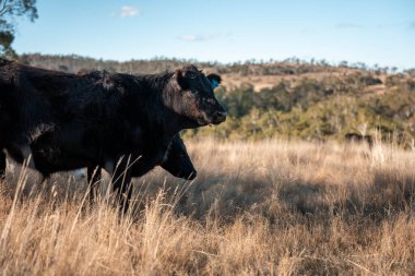 Sürdürülebilir tarım, toprakta inekler ve çiftlik hayvanlarıyla karbon depolanması üzerine uygulanıyor. Sığır sürüsü 