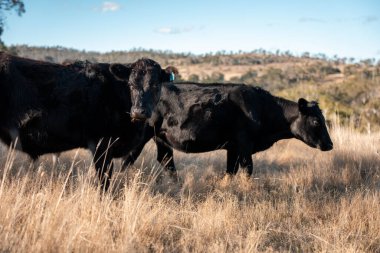 İngiltere 'de bir çiftlikteki bir tarlada sığır eti. Baharda çayırda otlayan İngiliz sığırları. Sürdürülebilir bir tarım çiftliğinin otlağında büyüyen yeşil çimenler.