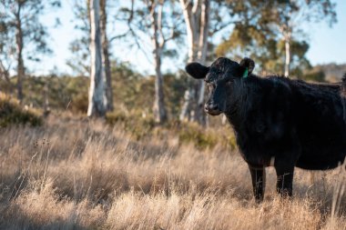 Avustralya 'daki güzel sığırlar ot yer, otlakta otlarlar. Bir tarım çiftliğinde büyüyen sığır sürüsü.