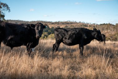 Avustralya 'da sığır çiftliğinde otlayan sığır ve dana eti. Üreme türleri arasında ilkbaharda Murray Grey, Angus ve Wagyu bulunur.