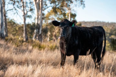 Avrupa 'nın yemyeşil otlaklarında yenilenebilir sığır çiftçiliği Avustralya' daki tarlalarda otlayan sağlıklı çiftlik hayvanlarıyla dolu Topluluklar