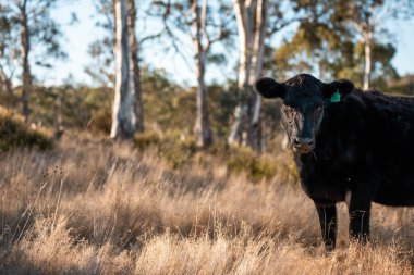 Avustralya 'daki güzel sığırlar ot yer, otlakta otlarlar. Tarımsal bir çiftlikte yetiştirilen sığır sürüsü. Yeşil tepelerde sürdürülebilir tarım