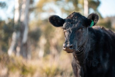Avustralya 'daki güzel sığırlar ot yer, otlakta otlarlar. Tarımsal bir çiftlikte yetiştirilen sığır sürüsü. Yeşil tepelerde sürdürülebilir tarım