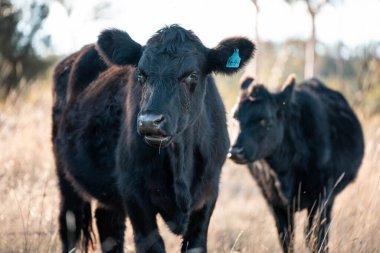Avustralya 'daki güzel sığırlar ot yer, otlakta otlarlar. Bir tarım çiftliğinde büyüyen sığır sürüsü.