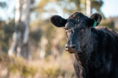 Avrupa 'nın yemyeşil otlaklarında yenilenebilir sığır çiftçiliği Avustralya' daki tarlalarda otlayan sağlıklı çiftlik hayvanlarıyla dolu Topluluklar