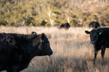 Avustralya 'daki güzel sığırlar ot yer, otlakta otlarlar. Tarımsal bir çiftlikte yetiştirilen sığır sürüsü. Yeşil tepelerde sürdürülebilir tarım