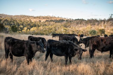Avrupa 'nın yemyeşil otlaklarında yenilenebilir sığır çiftçiliği Avustralya' daki tarlalarda otlayan sağlıklı çiftlik hayvanlarıyla dolu Topluluklar