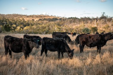 Sürdürülebilir tarım, toprakta inekler ve çiftlik hayvanlarıyla karbon depolanması üzerine uygulanıyor. Sığır sürüsü 