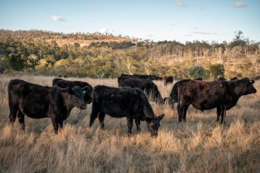 İngiltere 'de bir çiftlikteki bir tarlada sığır eti. Baharda çayırda otlayan İngiliz sığırları. Sürdürülebilir bir tarım çiftliğinin otlağında büyüyen yeşil çimenler.