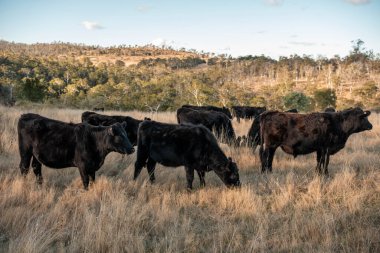 Avustralya 'da bir tarlada güzel sığırlar 