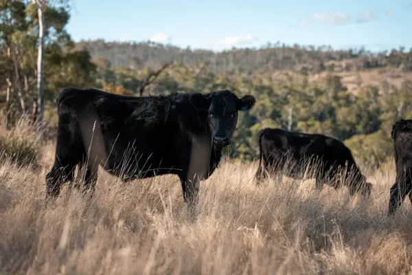 İngiltere 'de bir çiftlikteki bir tarlada sığır eti. Baharda çayırda otlayan İngiliz sığırları. Sürdürülebilir bir tarım çiftliğinin otlağında büyüyen yeşil çimenler.