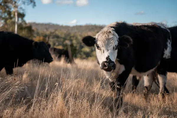 Avrupa 'nın yemyeşil otlaklarında yenilenebilir sığır çiftçiliği Avustralya' daki tarlalarda otlayan sağlıklı çiftlik hayvanlarıyla dolu Topluluklar