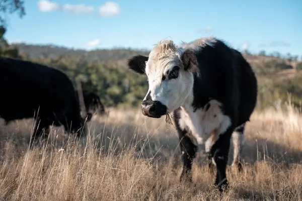 Sürdürülebilir tarım, toprakta inekler ve çiftlik hayvanlarıyla karbon depolanması üzerine uygulanıyor. Sığır sürüsü 