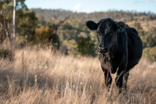 Avustralya 'da bir tarlada güzel sığırlar 