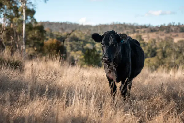 İngiltere 'de bir çiftlikteki bir tarlada sığır eti. Baharda çayırda otlayan İngiliz sığırları. Sürdürülebilir bir tarım çiftliğinin otlağında büyüyen yeşil çimenler.