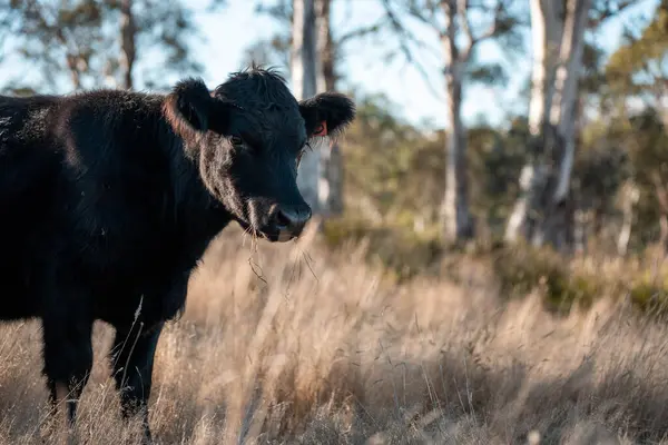 Sürdürülebilir tarım, toprakta inekler ve çiftlik hayvanlarıyla karbon depolanması üzerine uygulanıyor. Sığır sürüsü 