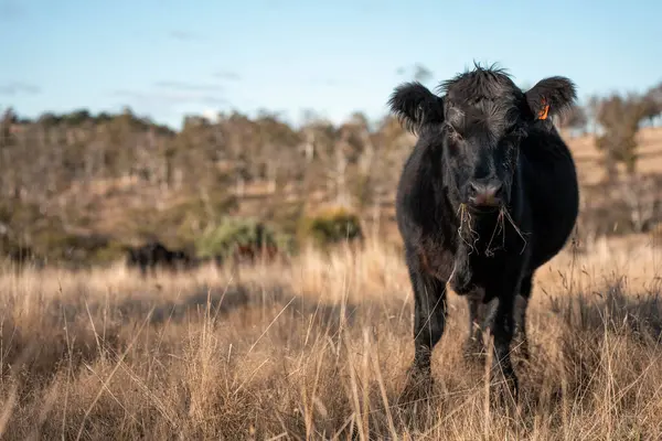 Avustralya 'daki güzel sığırlar ot yer, otlakta otlarlar. Tarımsal bir çiftlikte yetiştirilen sığır sürüsü. Yeşil tepelerde sürdürülebilir tarım