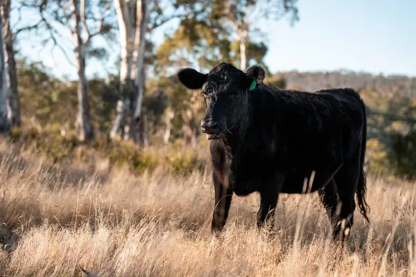 Sürdürülebilir tarım, toprakta inekler ve çiftlik hayvanlarıyla karbon depolanması üzerine uygulanıyor. Sığır sürüsü 