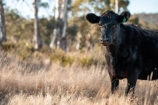 Sürdürülebilir tarım, toprakta inekler ve çiftlik hayvanlarıyla karbon depolanması üzerine uygulanıyor. Sığır sürüsü 
