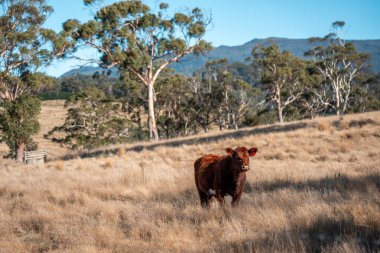 Avustralya 'daki güzel sığırlar ot yer, otlakta otlarlar. Tarımsal bir çiftlikte yetiştirilen sığır sürüsü. Yeşil tepelerde sürdürülebilir tarım