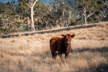 Avrupa 'nın yemyeşil otlaklarında yenilenebilir sığır çiftçiliği Avustralya' daki tarlalarda otlayan sağlıklı çiftlik hayvanlarıyla dolu Topluluklar