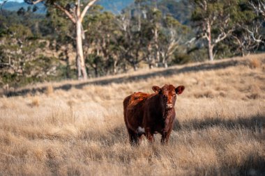 Sürdürülebilir tarım, toprakta inekler ve çiftlik hayvanlarıyla karbon depolanması üzerine uygulanıyor. Sığır sürüsü 