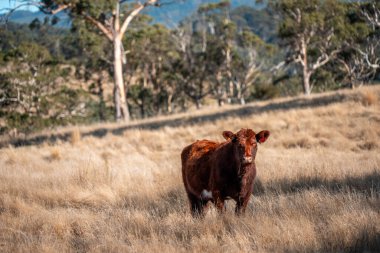 İngiltere 'de bir çiftlikteki bir tarlada sığır eti. Baharda çayırda otlayan İngiliz sığırları. Sürdürülebilir bir tarım çiftliğinin otlağında büyüyen yeşil çimenler.