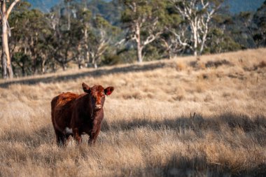 Avustralya 'da sığır çiftliğinde otlayan sığır ve dana eti. Üreme türleri arasında ilkbaharda Murray Grey, Angus ve Wagyu bulunur.