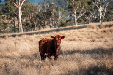 Avustralya 'daki güzel sığırlar ot yer, otlakta otlarlar. Bir tarım çiftliğinde büyüyen sığır sürüsü.