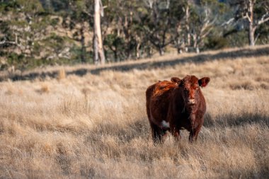 Sürdürülebilir tarım, toprakta inekler ve çiftlik hayvanlarıyla karbon depolanması üzerine uygulanıyor. Sığır sürüsü 