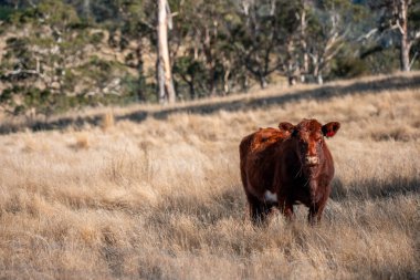 İngiltere 'de bir çiftlikteki bir tarlada sığır eti. Baharda çayırda otlayan İngiliz sığırları. Sürdürülebilir bir tarım çiftliğinin otlağında büyüyen yeşil çimenler.