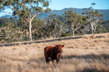 Avustralya 'da bir tarlada güzel sığırlar 