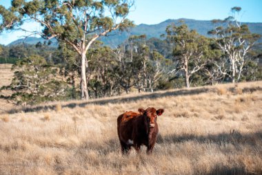 Avustralya 'daki güzel sığırlar ot yer, otlakta otlarlar. Bir tarım çiftliğinde büyüyen sığır sürüsü.