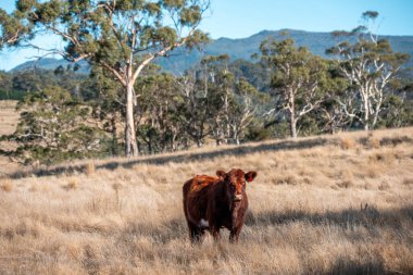 Avustralya 'da sığır çiftliğinde otlayan sığır ve dana eti. Üreme türleri arasında ilkbaharda Murray Grey, Angus ve Wagyu bulunur.
