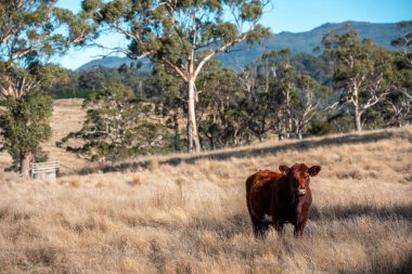 Avrupa 'nın yemyeşil otlaklarında yenilenebilir sığır çiftçiliği Avustralya' daki tarlalarda otlayan sağlıklı çiftlik hayvanlarıyla dolu Topluluklar