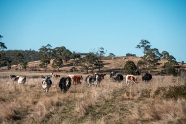 Sürdürülebilir tarım, toprakta inekler ve çiftlik hayvanlarıyla karbon depolanması üzerine uygulanıyor. Sığır sürüsü 