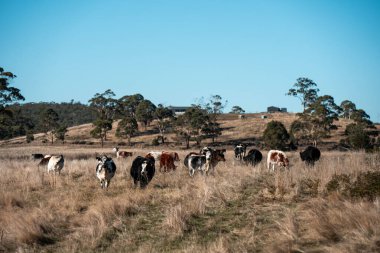 İngiltere 'de bir çiftlikteki bir tarlada sığır eti. Baharda çayırda otlayan İngiliz sığırları. Sürdürülebilir bir tarım çiftliğinin otlağında büyüyen yeşil çimenler.