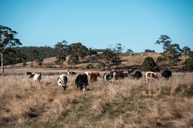 Avustralya 'da bir tarlada güzel sığırlar 