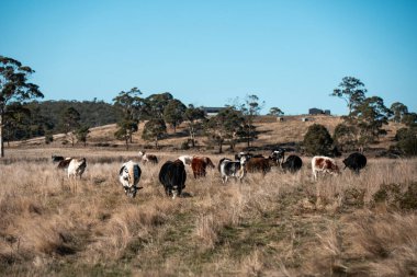 Avustralya 'da sığır çiftliğinde otlayan sığır ve dana eti. Üreme türleri arasında ilkbaharda Murray Grey, Angus ve Wagyu bulunur.