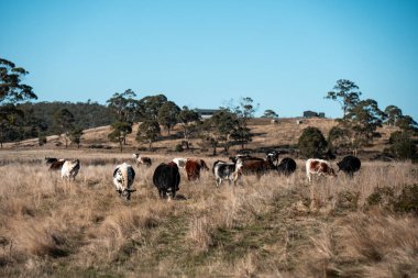 Avustralya 'daki güzel sığırlar ot yer, otlakta otlarlar. Bir tarım çiftliğinde büyüyen sığır sürüsü.