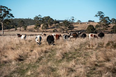 Avustralya 'daki güzel sığırlar ot yer, otlakta otlarlar. Tarımsal bir çiftlikte yetiştirilen sığır sürüsü. Yeşil tepelerde sürdürülebilir tarım