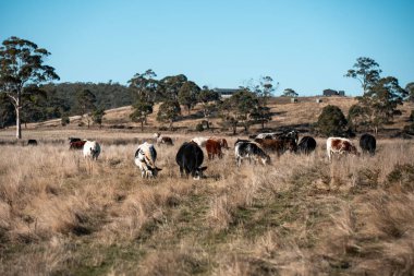 Avrupa 'nın yemyeşil otlaklarında yenilenebilir sığır çiftçiliği Avustralya' daki tarlalarda otlayan sağlıklı çiftlik hayvanlarıyla dolu Topluluklar