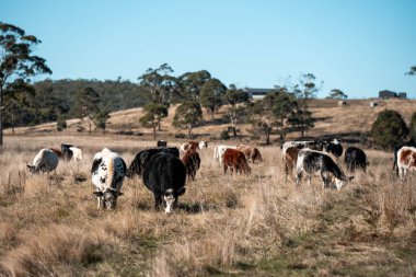 Sürdürülebilir tarım, toprakta inekler ve çiftlik hayvanlarıyla karbon depolanması üzerine uygulanıyor. Sığır sürüsü 