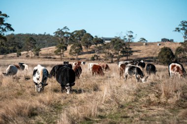 İngiltere 'de bir çiftlikteki bir tarlada sığır eti. Baharda çayırda otlayan İngiliz sığırları. Sürdürülebilir bir tarım çiftliğinin otlağında büyüyen yeşil çimenler.