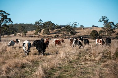 Avustralya 'da bir tarlada güzel sığırlar 