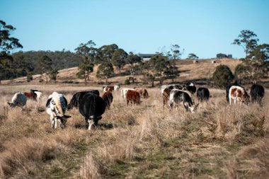 Avustralya 'daki güzel sığırlar ot yer, otlakta otlarlar. Bir tarım çiftliğinde büyüyen sığır sürüsü.
